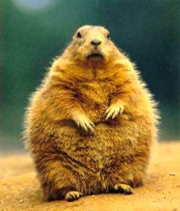 Groundhog zi 1 (cursuri de limba engleză) Groundhog ziua 1