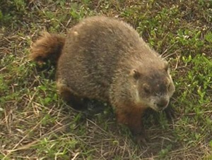 Groundhog ziua 1 (Cartea în limba engleză) Groundhog ziua 1