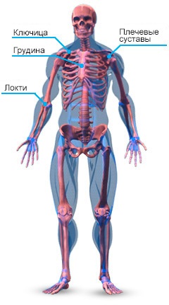 Pectoral musculare (se ataseaza humerusului) pectorali