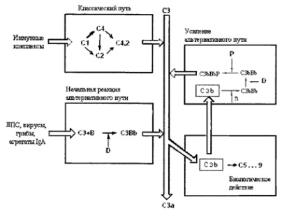 Factori de protecție umoral (substanță activă biologic) Factorii umoral de protecție