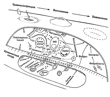 Factori de protecție umoral (substanță activă biologic) Factorii umoral de protecție