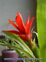Guzman - flori și plante de interior pe (stuf Guzman) Guzman - flori și plante pe interior