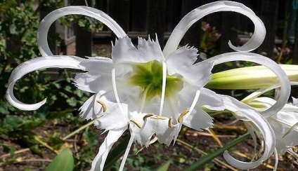 Ixia - flori înstelat în grădină (flori) Ixia - flori înstelat în grădină