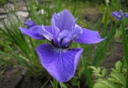 plantare siberian Iris, îngrijire, reproducere, foto și video