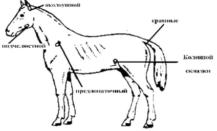 Studiul ganglionilor limfatici (ganglioni limfatici) Studiul ganglionilor limfatici
