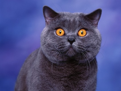 Istoria rasei British Shorthair de pisici (Shorthair) Istoria rase de pisici British Shorthair