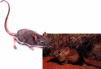 Istoria planetei noastre (atlas de lucru și de petrecere a timpului liber de dinozauri apariție de dezvoltare a terenurilor vieții pe pământ claw.ru: istoria problemelor de mediu abstracte ale planetei noastre http://dino.claw.ru/) Istoria planetei noastre