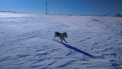 Istoria rasei Husky, despre celălalt (Husky) Istoria Husky rasa, unii despre alții