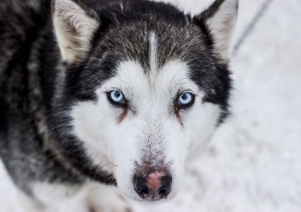 Istoria rasei Husky, despre celălalt (Husky) Istoria Husky rasa, unii despre alții