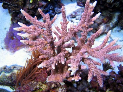 Și proprietățile coral (corali) Și proprietățile de corali
