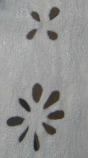 Produsele din pâslă (simțit) Felt