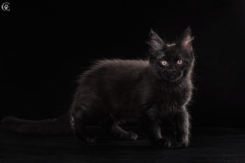 Care sunt culorile roșu, alb, negru Maine Coon (foto) (alb) Care sunt culorile roșu, alb, negru Maine Coon (foto)