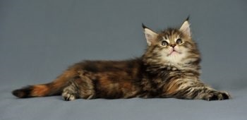 Care sunt culorile roșu, alb, negru Maine Coon (foto) (culori) Care sunt culorile roșu, alb, negru Maine Coon (foto)