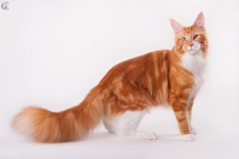 Care sunt culorile roșu, alb, negru Maine Coon (foto) (roșu) Care sunt culorile roșu, alb, negru Maine Coon (foto)