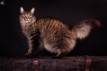 Care sunt culorile roșu, alb, negru Maine Coon (foto) (roșu) Care sunt culorile roșu, alb, negru Maine Coon (foto)