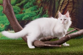 Care sunt culorile roșu, alb, negru Maine Coon (foto) (roșu) Care sunt culorile roșu, alb, negru Maine Coon (foto)