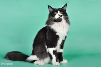 Care sunt culorile roșu, alb, negru Maine Coon (foto) (culori) Care sunt culorile roșu, alb, negru Maine Coon (foto)