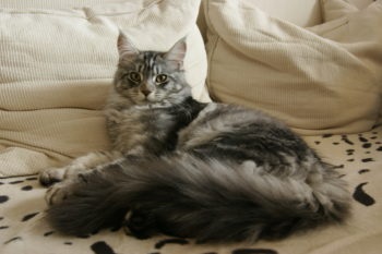 Care sunt culorile roșu, alb, negru Maine Coon (foto) (roșu) Care sunt culorile roșu, alb, negru Maine Coon (foto)