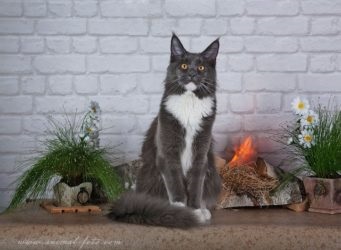 Care sunt culorile roșu, alb, negru Maine Coon (foto) (alb) Care sunt culorile roșu, alb, negru Maine Coon (foto)
