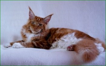 Care sunt culorile roșu, alb, negru Maine Coon (foto) (Negru) Care sunt culorile roșu, alb, negru Maine Coon (foto)
