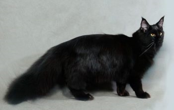 Care sunt culorile roșu, alb, negru Maine Coon (foto) (alb) Care sunt culorile roșu, alb, negru Maine Coon (foto)