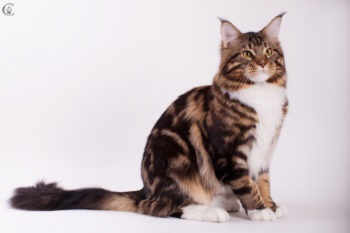 Care sunt culorile roșu, alb, negru Maine Coon (foto) (alb) Care sunt culorile roșu, alb, negru Maine Coon (foto)