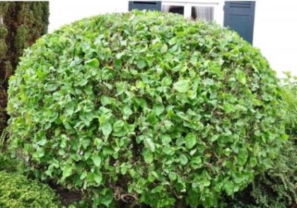 Ce arbuști iubitoare de umbra pot fi plantate pe un site țară (plante) Ce arbuști iubitoare de umbra pot fi plantate la cabana lor de vară