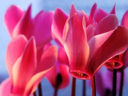 Cum să crească Cyclamen din semințe, plantare reguli, și având grijă de plante cultivate, (în creștere de semințe de ciclama) Cum să crească Cyclamen din semințe, reguli de plantare, și având grijă de plante în timpul perioadei de creștere,