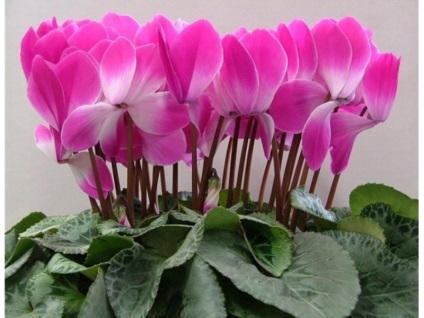 Ca ciclamen cresc din semințe, reguli de plantare și întreținere a instalației în timpul perioadei de creștere (sămânță) Cum să crească Cyclamen din semințe, reguli de plantare, și având grijă de plante în timpul perioadei de creștere,
