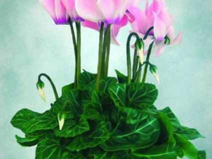 Ca ciclamen cresc din semințe, reguli de plantare și întreținere a instalației în perioada de vegetație, (cresc) Cum să crească Cyclamen din semințe, reguli de plantare, și având grijă de plante în timpul perioadei de creștere,