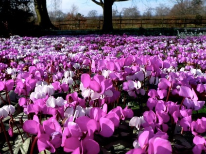 Ca ciclamen cresc din semințe, reguli de plantare și întreținere a instalației în perioada de vegetație, (cresc) Cum să crească Cyclamen din semințe, reguli de plantare, și având grijă de plante în timpul perioadei de creștere,