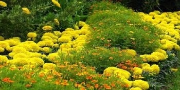 Ca flori de plante frumoase pentru principii cabana de vară de compoziție florală (Locul de amplasare) Cât de frumoase flori de plante la principiile cabana lor de vară de aranjament floral