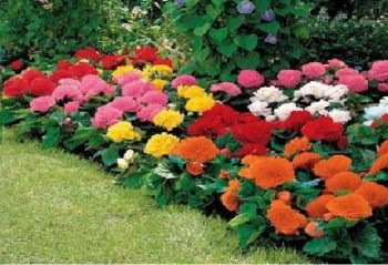 Ca flori de plante frumoase pentru principii cabana de vară de compoziție florale (frumos) Cât de frumoase flori de plante la principiile cabana lor de vară de aranjament floral