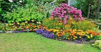 Ca flori de plante frumoase pentru cabana de vara aranjament principii de flori (flori) Cât de frumoase flori de plante la principiile cabana lor de vară de aranjament floral