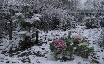 Ca flori de plante frumoase pentru principii cabana de vară de compoziție florale (plante) Cât de frumoase flori de plante la principiile cabana lor de vară de aranjament floral