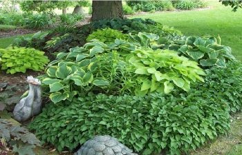Ca flori de plante frumoase pentru principii cabana de vară de compoziție florale (frumos) Cât de frumoase flori de plante la principiile cabana lor de vară de aranjament floral