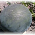 După cum pot fi cultivate pepeni pătrați neobișnuite (pepene) După cum pot fi cultivate pepeni verzi pătrați neobișnuite