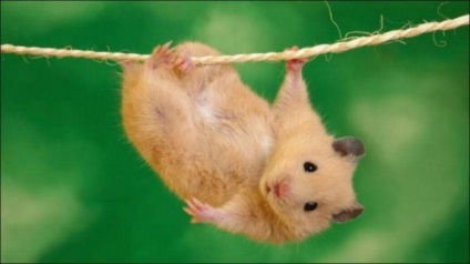 Cum de a aranja hamster cușcă (aranja) Cum de a dota cusca pentru un hamster