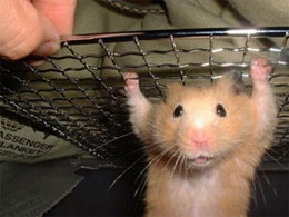 Cum de a aranja pentru celula de hamster (celule) Cum de a dota cusca pentru un hamster