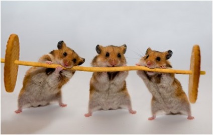 Cum de a dota o cușcă pentru (Equip hamster cușcă) hamster Cum de a dota cusca pentru un hamster