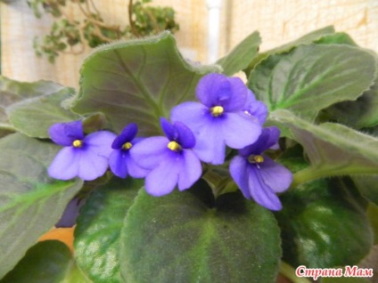 Cum de a determina gradul de violete houseplants