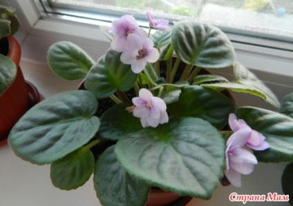 Cum de a determina gradul de violete houseplants