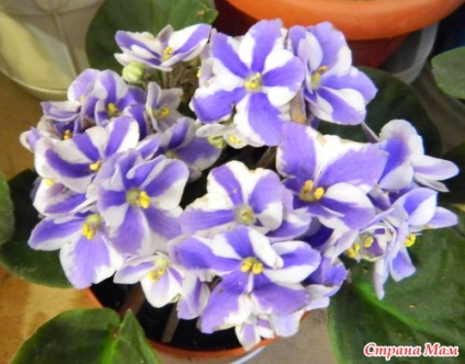 Cum de a determina gradul de violete houseplants