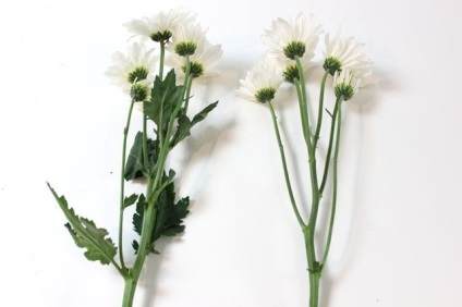 Cum să picteze flori albe (cum să picteze flori albe) Cum să picteze flori albe