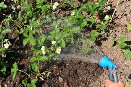 Cum să aibă grijă în mod corespunzător pentru căpșuni de primăvară - Victoria (îngrijire de primăvară „Victoria“) Cum să aibă grijă în mod corespunzător pentru căpșuni de primăvară - Victoria