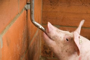 Cum de a alege locul potrivit și dispozitive tip de porci (dreapta) Cum de a alege locul potrivit și consumatorii de alcool pentru porci