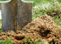 Așa cum se utilizează rumeguș ca îngrășământ (aplicat) Cum se utilizează rumeguș ca îngrășământ