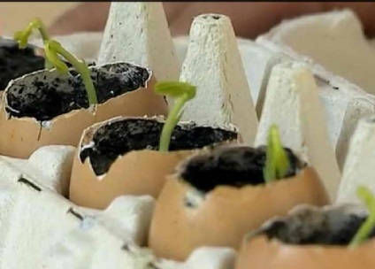 Cum se utilizează coji de ouă în grădina de legume, pro100ogorod (îngrășăminte) Cum se utilizează coji de ouă în grădina de legume, pro100ogorod