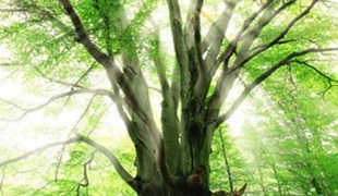 Cum să atragă arbori de ulei (arbori) Cum să atragă copaci cu ulei