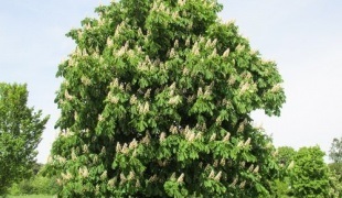 Cum să atragă arbori de ulei (figura) Cum să atragă copaci cu ulei